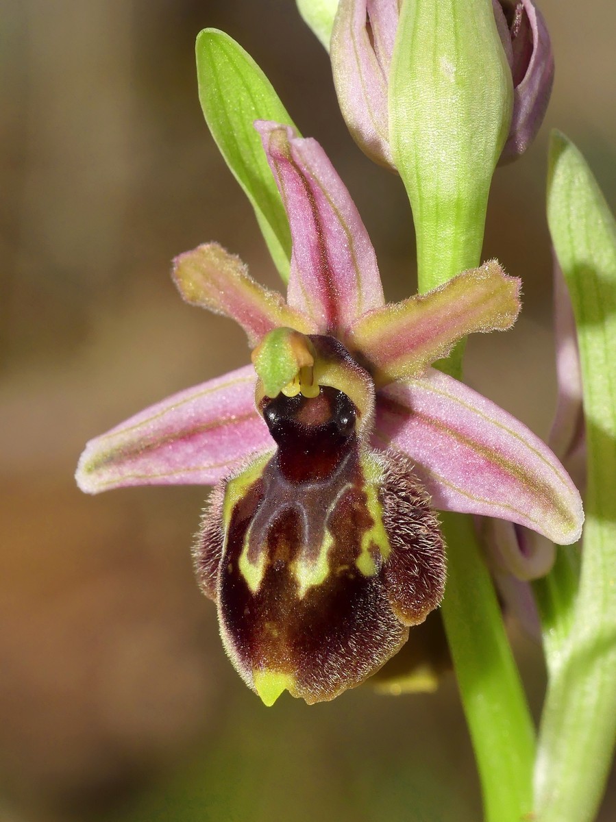 Ophrys exaltata subsp. montis-leonis e forme di variabilit nel Lazio, marzo e aprile 2018